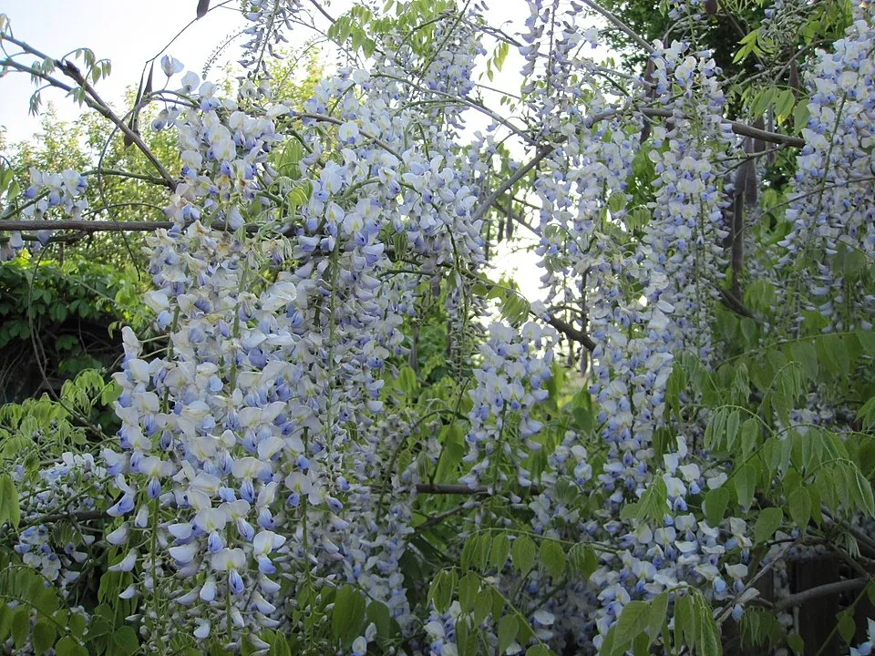 Kínai lilaakác / Wisteria sinensis