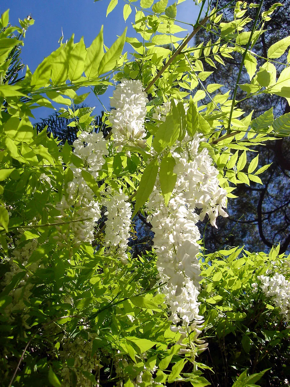 Kínai lilaakác / Wisteria sinensis