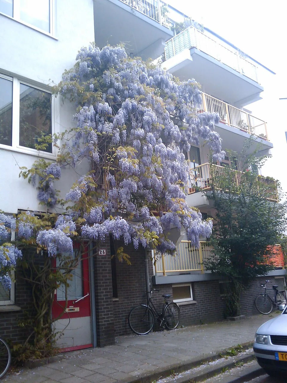 Kínai lilaakác / Wisteria sinensis