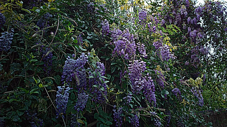 Kínai lilaakác / Wisteria sinensis