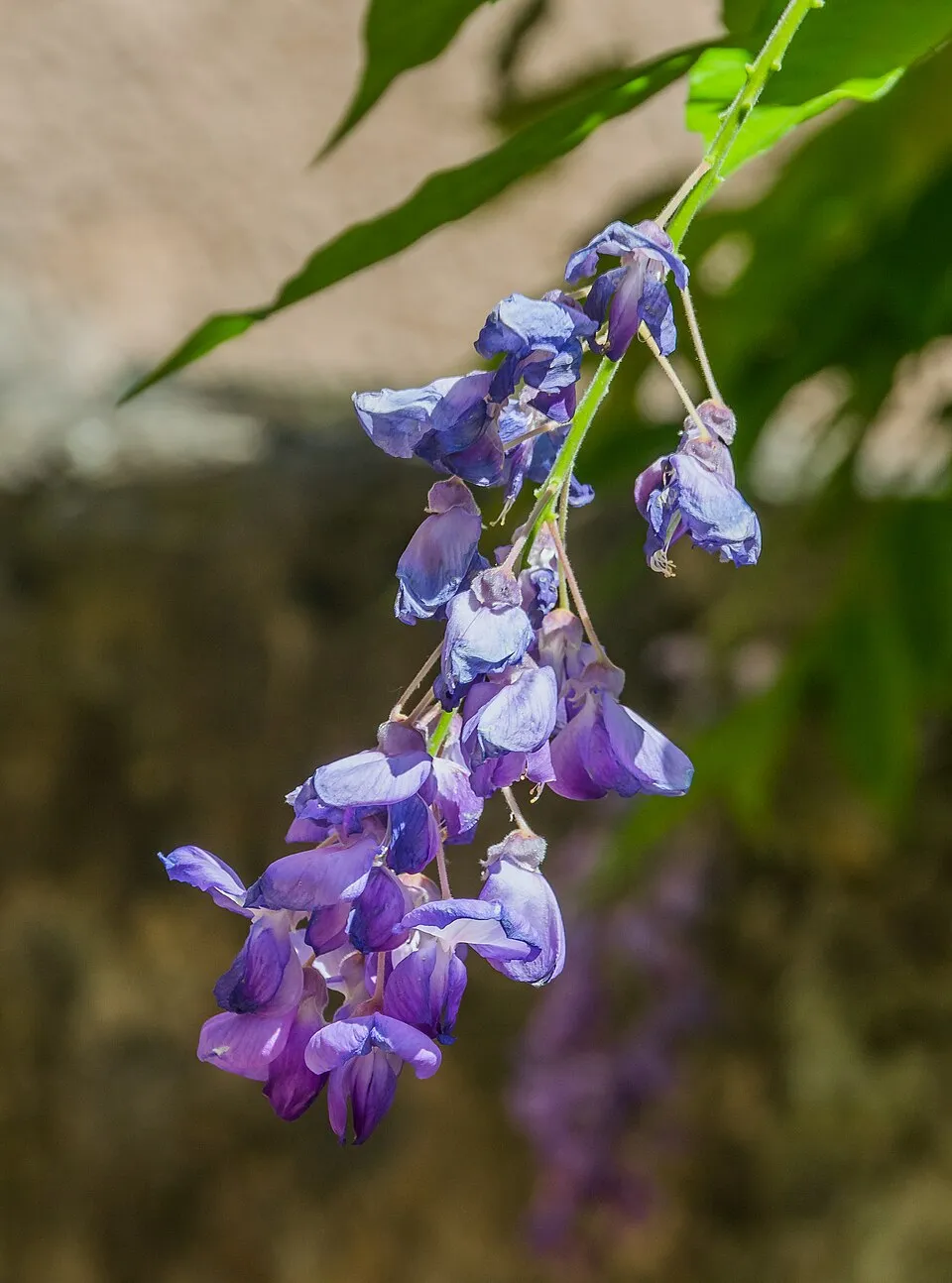 Kínai lilaakác / Wisteria sinensis