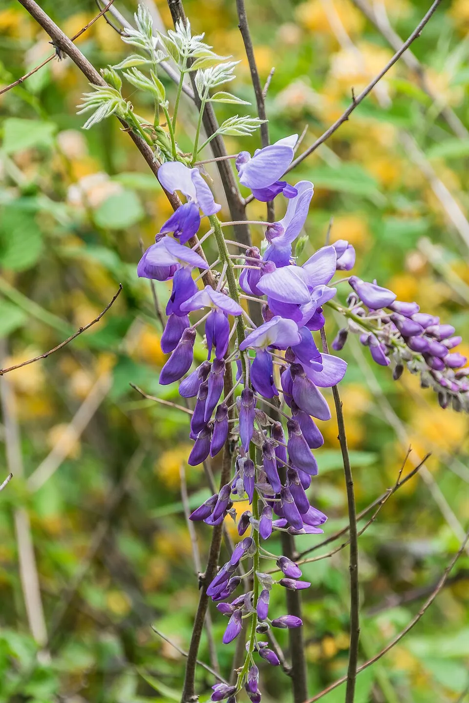 Kínai lilaakác / Wisteria sinensis