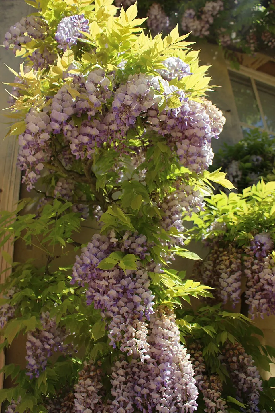 Kínai lilaakác / Wisteria sinensis