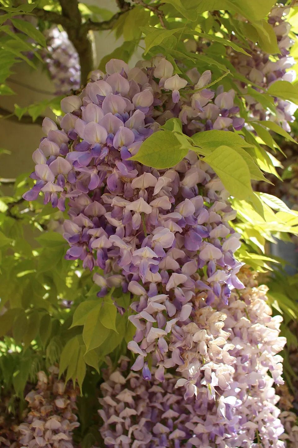 Kínai lilaakác / Wisteria sinensis