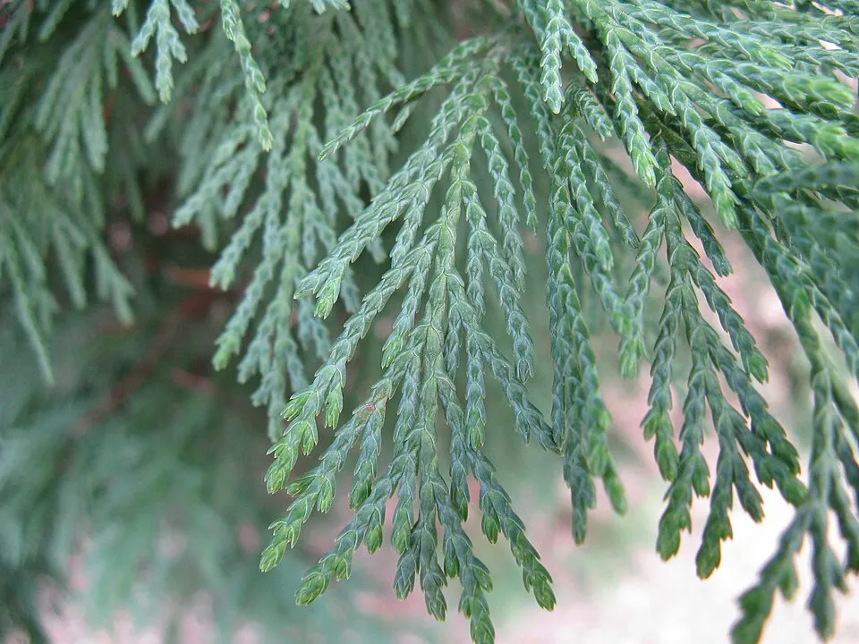 Leyland ciprus / x Cupressocyparis leylandii