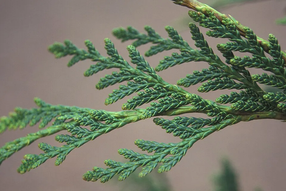 Leyland ciprus / x Cupressocyparis leylandii