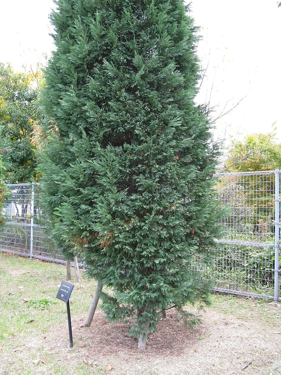 Leyland ciprus / x Cupressocyparis leylandii