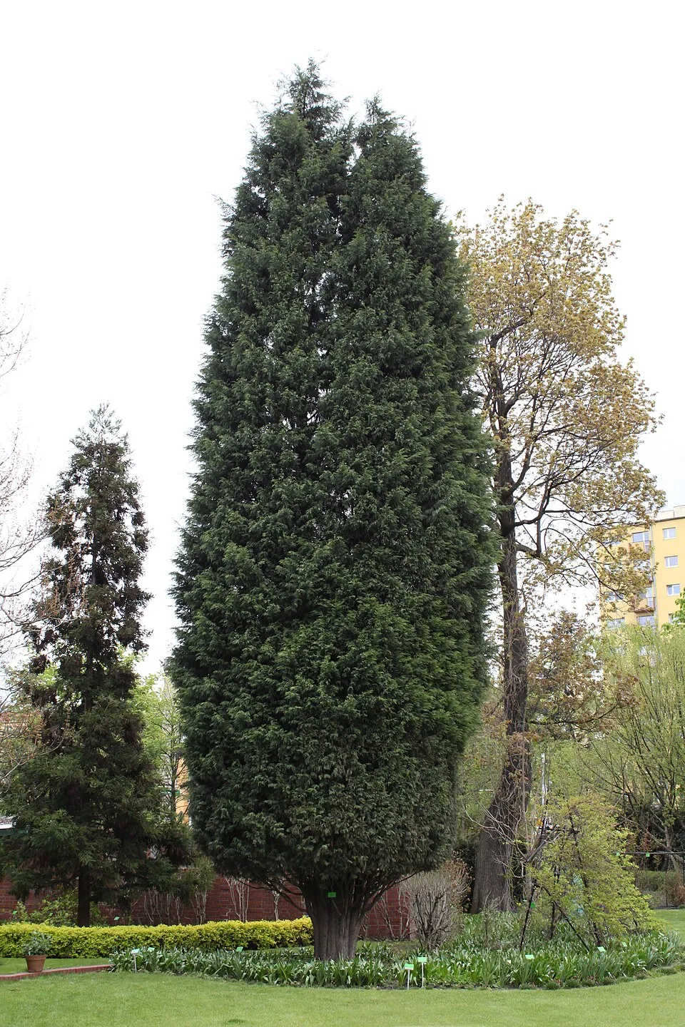Leyland ciprus / x Cupressocyparis leylandii