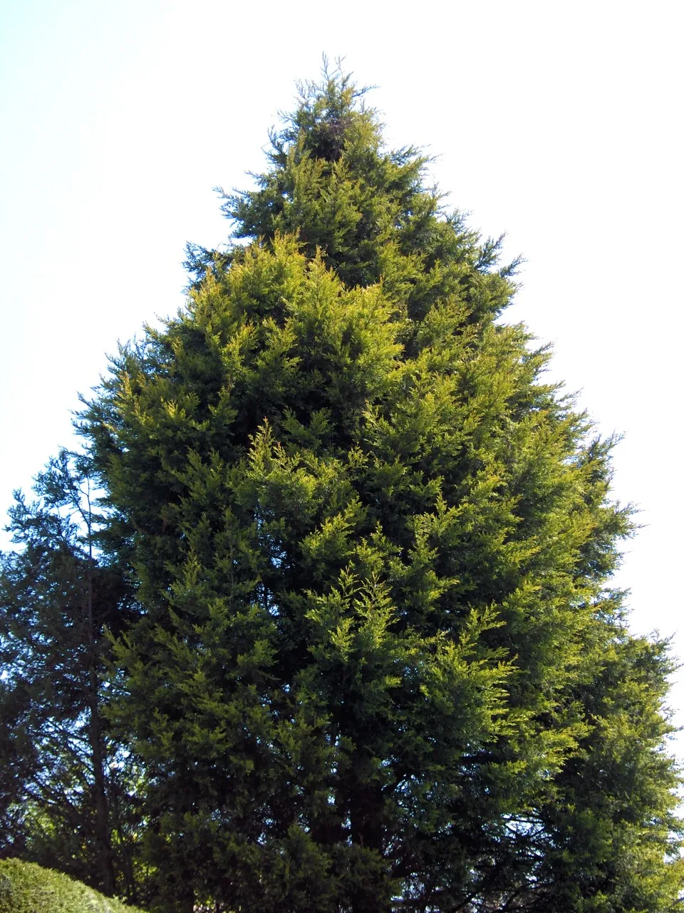 Leyland ciprus / x Cupressocyparis leylandii
