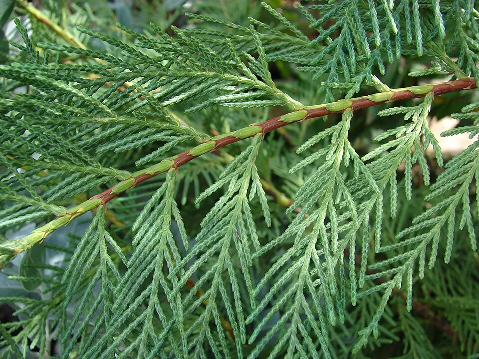 Leyland ciprus / x Cupressocyparis leylandii