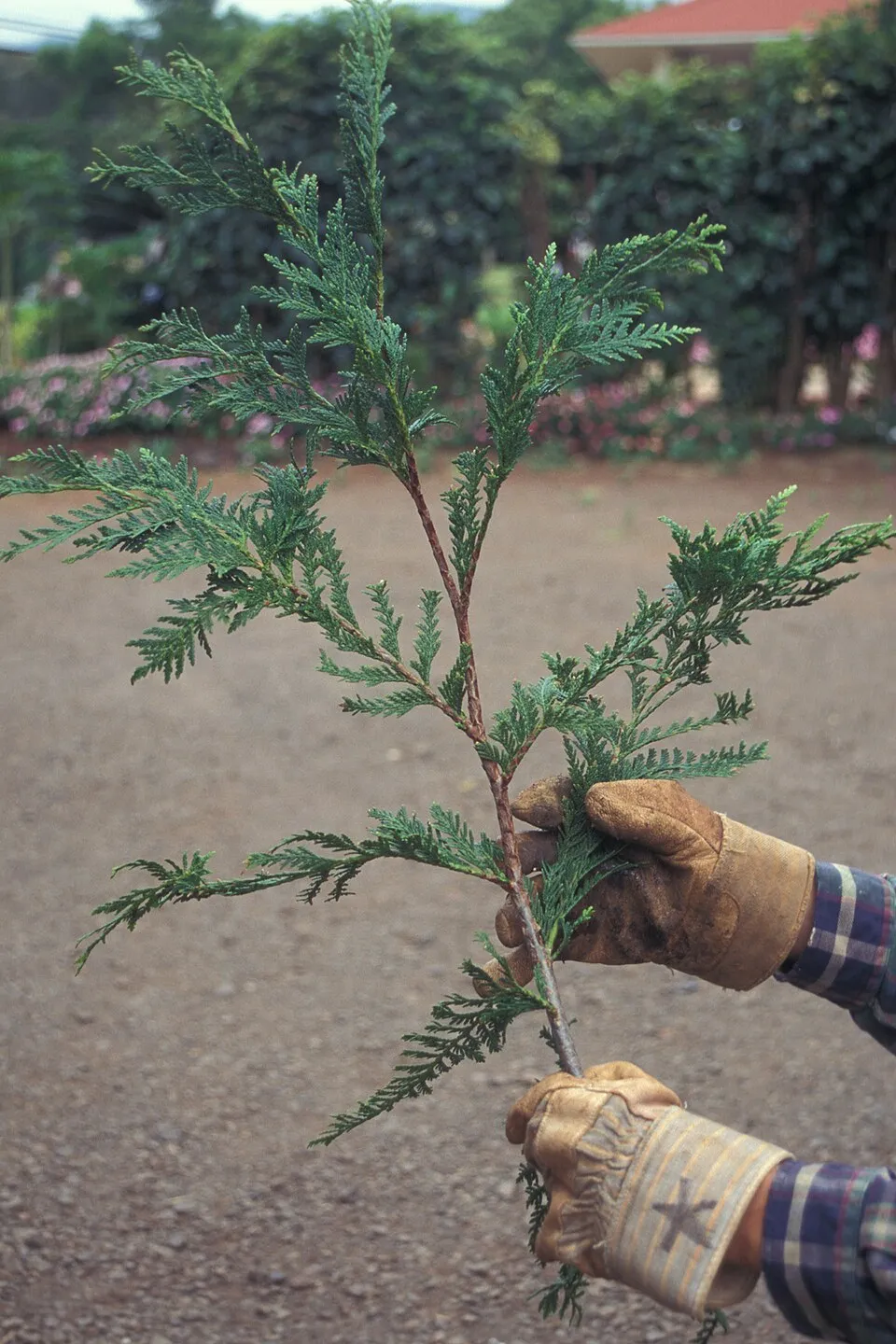 Leyland ciprus / x Cupressocyparis leylandii