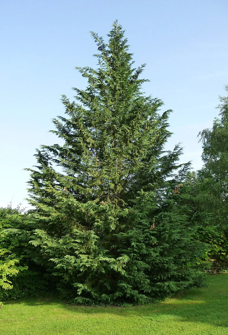 Leyland ciprus / x Cupressocyparis leylandii