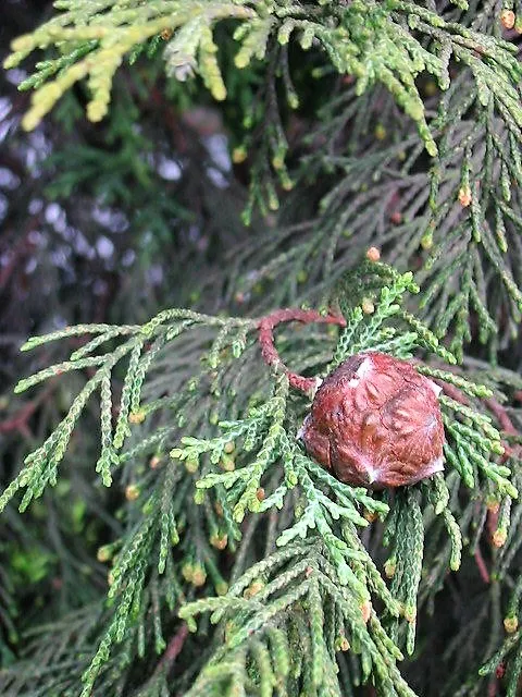 Oszlopos sárga leyland ciprus / x Cupressocyparis leylandii 'Gold Rider'