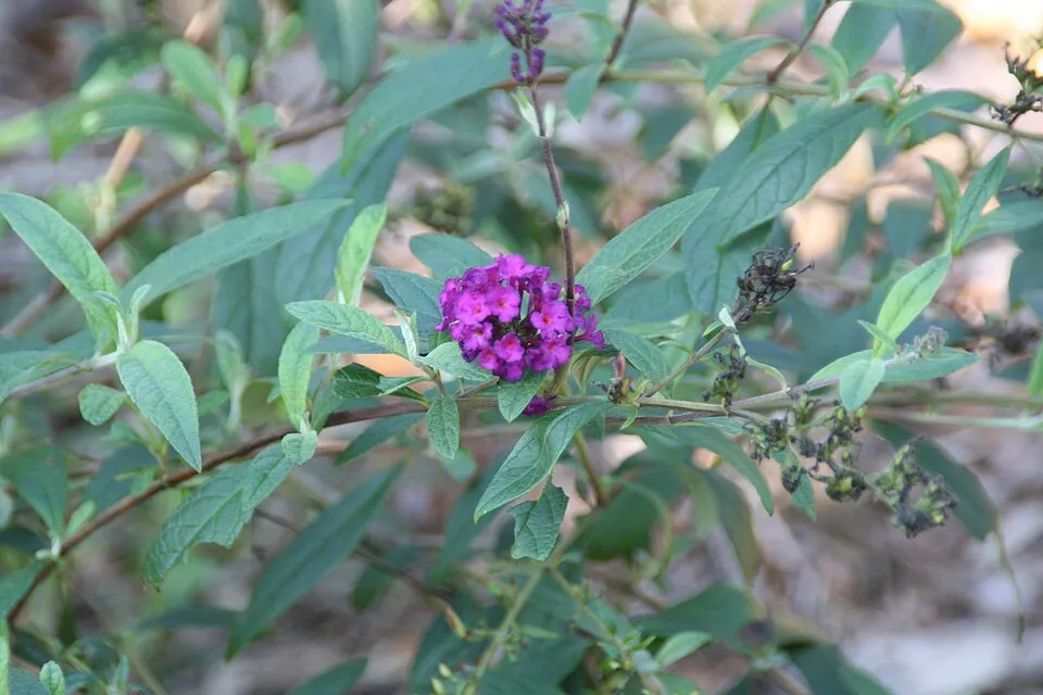 Rózsaszín virágú nyáriorgona / Buddleja davidii 'Pink Delight'