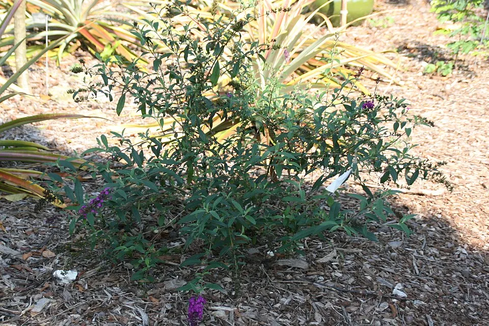 Rózsaszín virágú nyáriorgona / Buddleja davidii 'Pink Delight'
