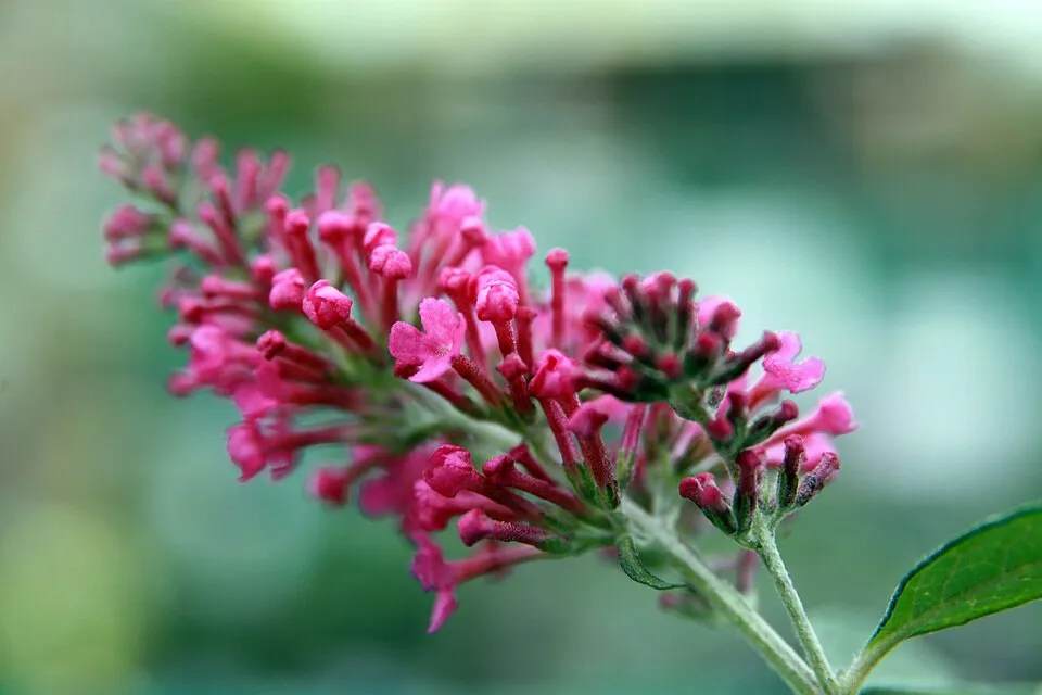 Rózsaszín virágú nyáriorgona / Buddleja davidii 'Pink Delight'