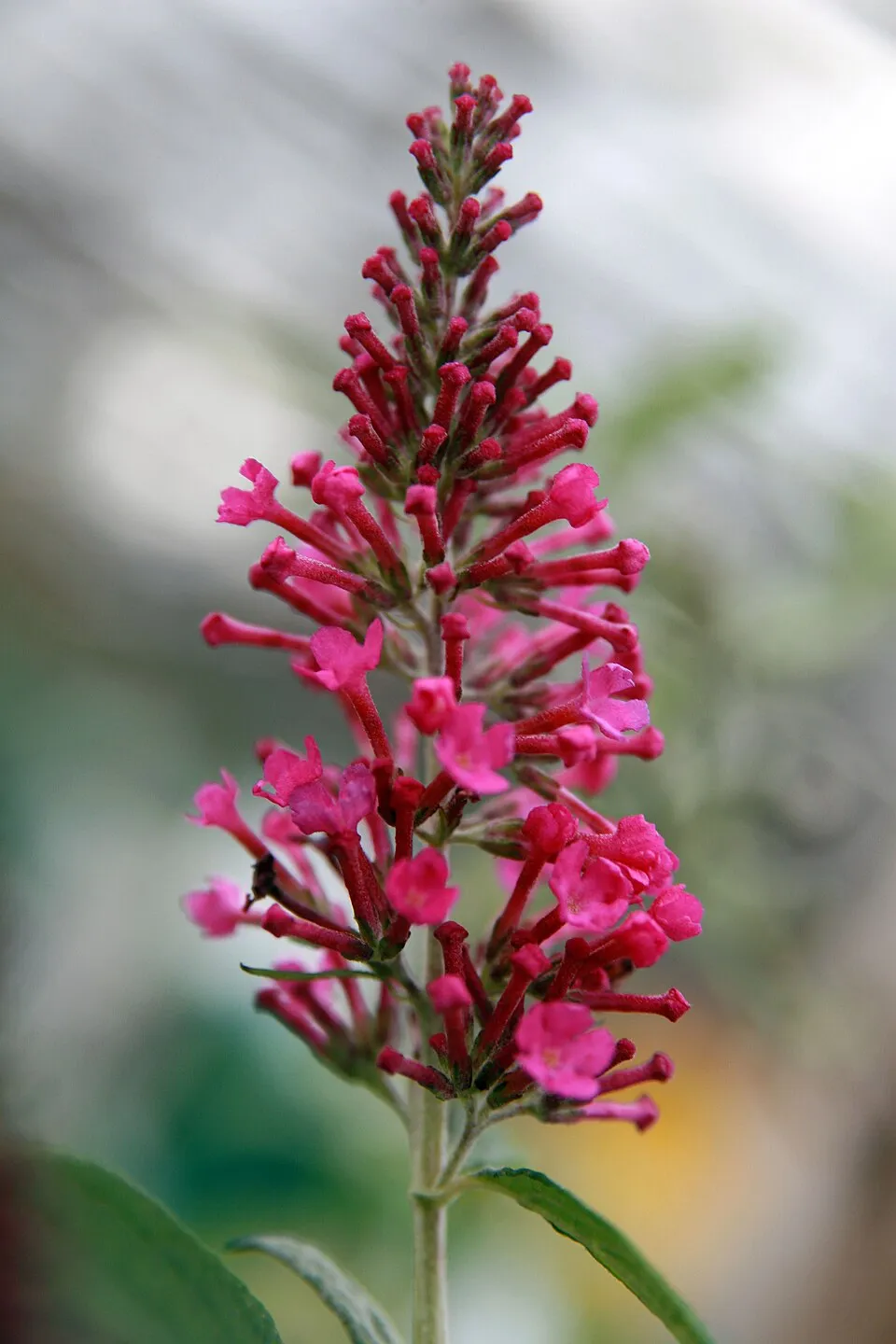 Rózsaszín virágú nyáriorgona / Buddleja davidii 'Pink Delight'