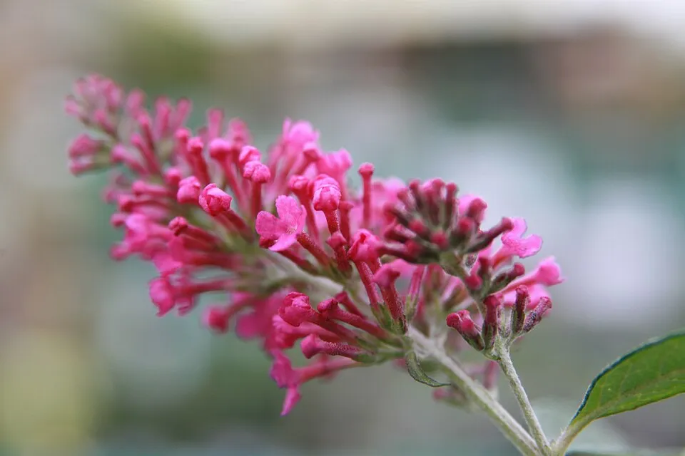 Rózsaszín virágú nyáriorgona / Buddleja davidii 'Pink Delight'