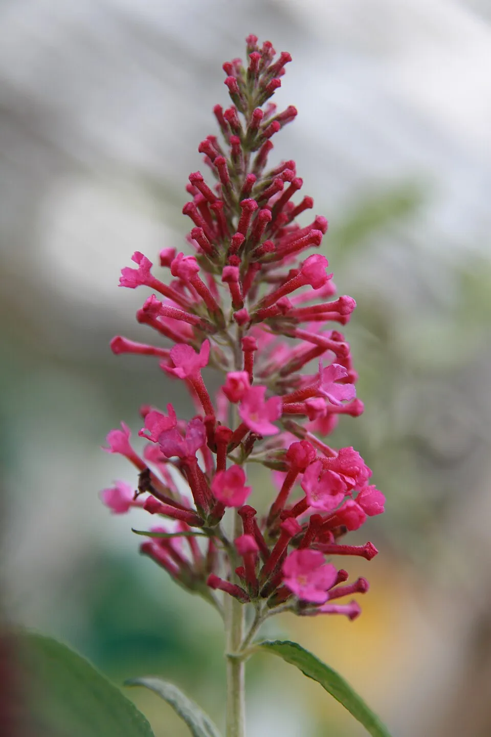 Rózsaszín virágú nyáriorgona / Buddleja davidii 'Pink Delight'