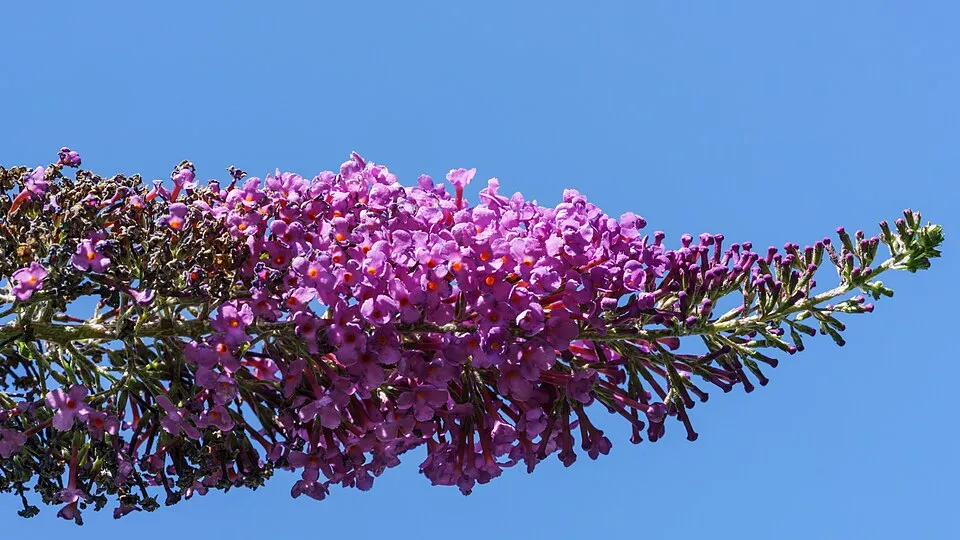 Rózsaszín virágú nyáriorgona / Buddleja davidii 'Pink Panther'