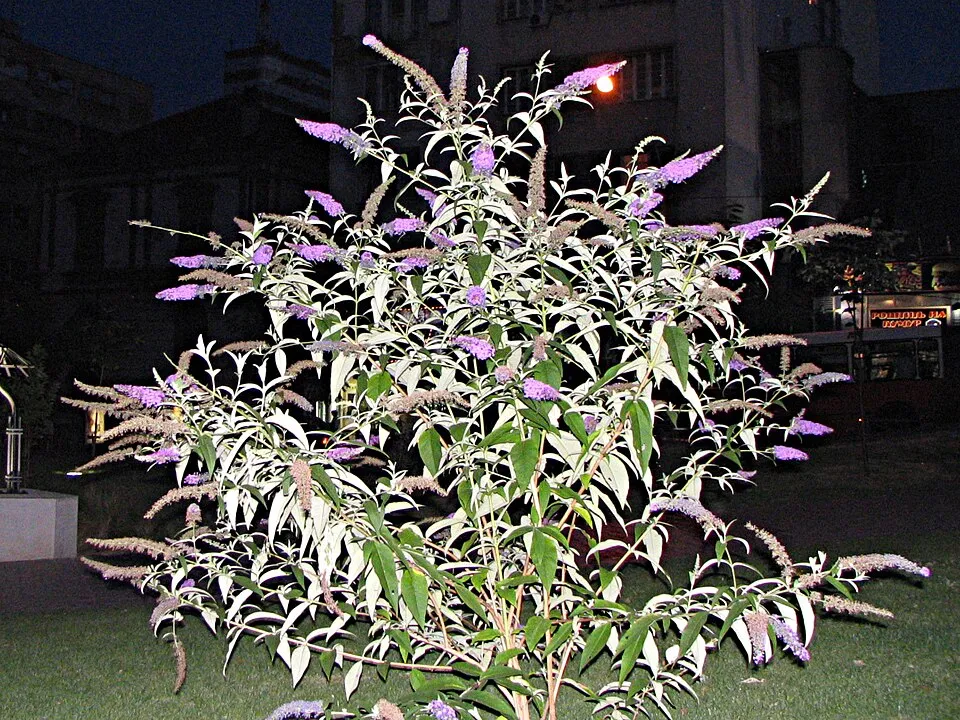 Rózsaszín virágú nyáriorgona / Buddleja davidii 'Pink Panther'