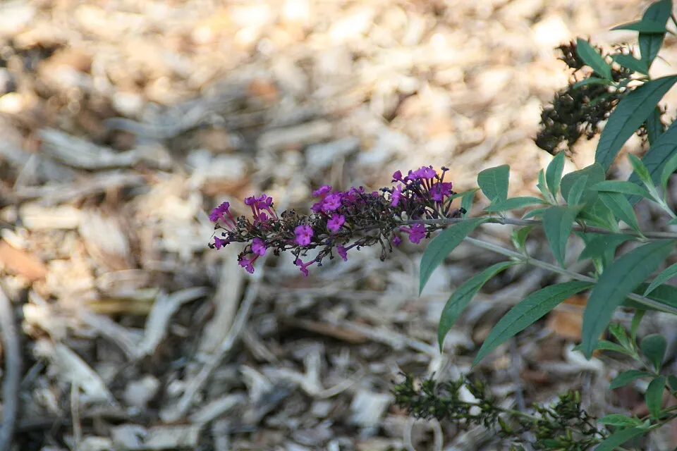 Rózsaszín virágú nyáriorgona / Buddleja davidii 'Pink Panther'