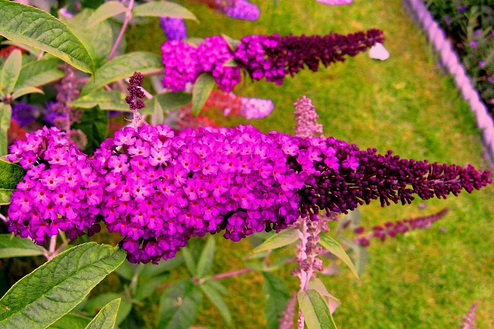 Bíbor színű nyáriorgona / Buddleja davidii 'Royal Red'