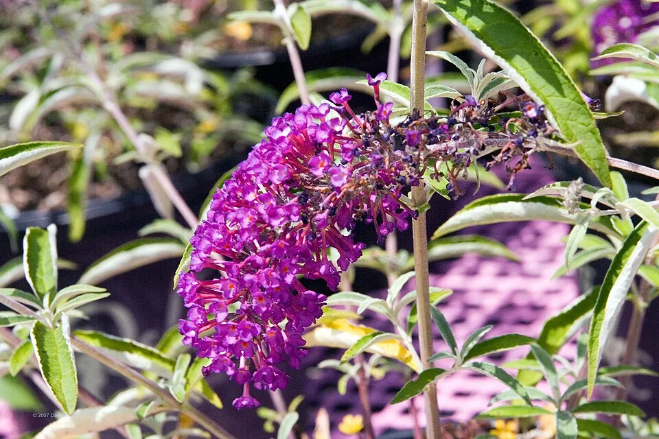 Bíbor színű nyáriorgona / Buddleja davidii 'Royal Red'