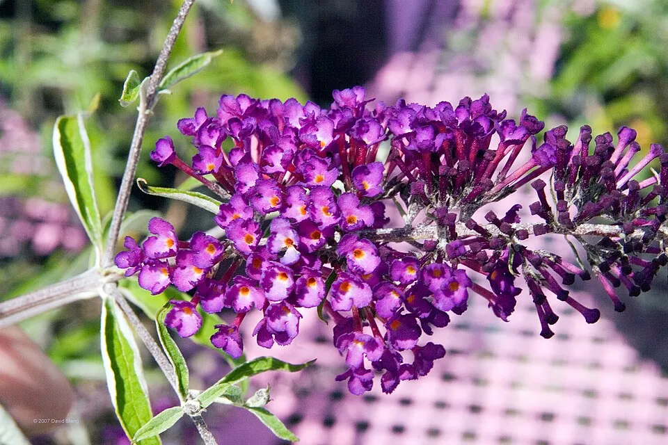 Bíbor színű nyáriorgona / Buddleja davidii 'Royal Red'