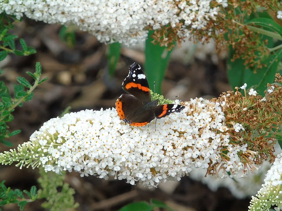 Fehér virágú nyáriorgona / Buddleja davidii 'White Profusion'