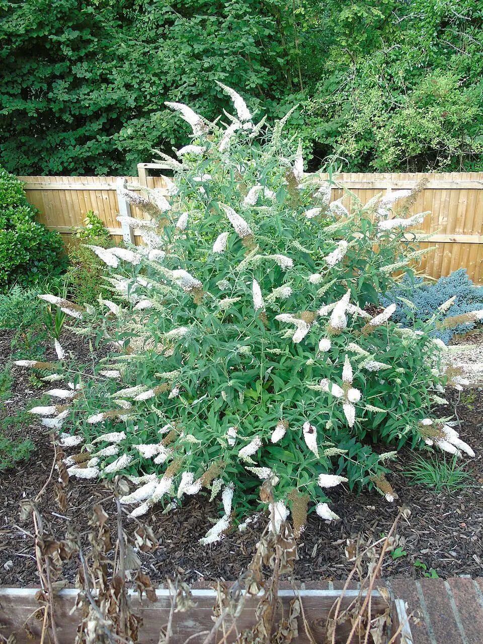Fehér virágú nyáriorgona / Buddleja davidii 'White Profusion'