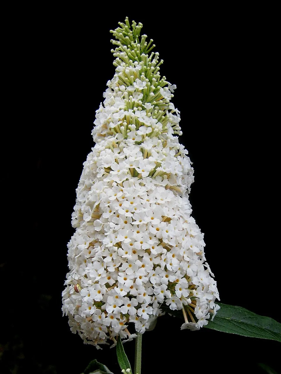 Fehér virágú nyáriorgona / Buddleja davidii 'White Profusion'