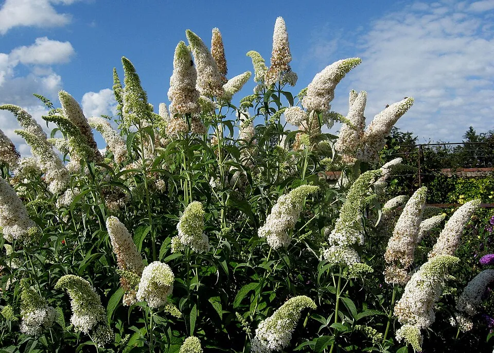 Fehér virágú nyáriorgona / Buddleja davidii 'White Profusion'