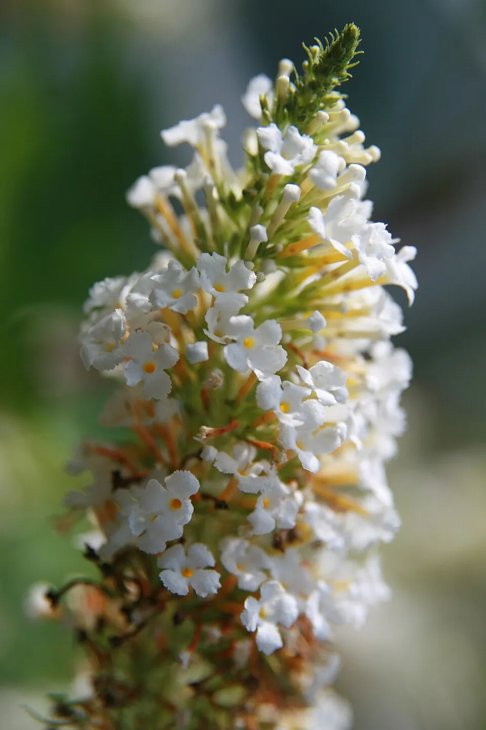 Fehér virágú nyáriorgona / Buddleja davidii 'White Profusion'