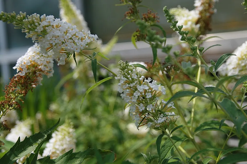 Fehér virágú nyáriorgona / Buddleja davidii 'White Profusion'