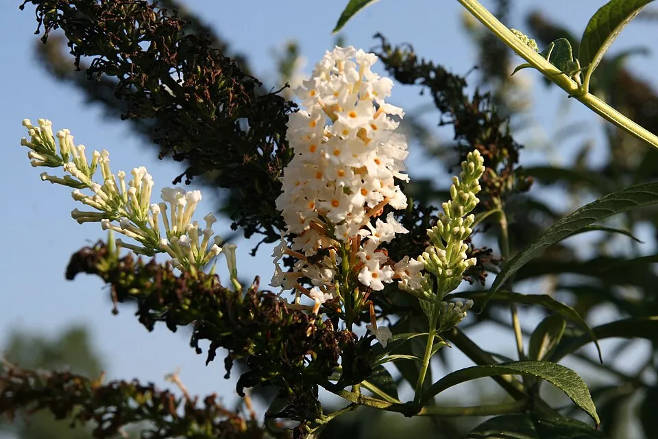 Fehér virágú nyáriorgona / Buddleja davidii 'White Profusion'