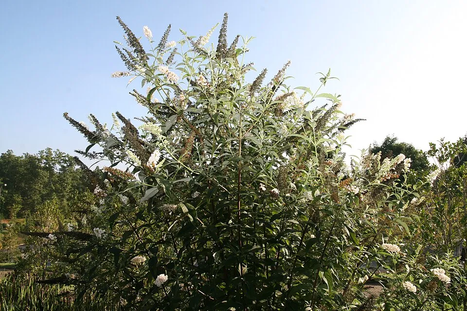 Fehér virágú nyáriorgona / Buddleja davidii 'White Profusion'