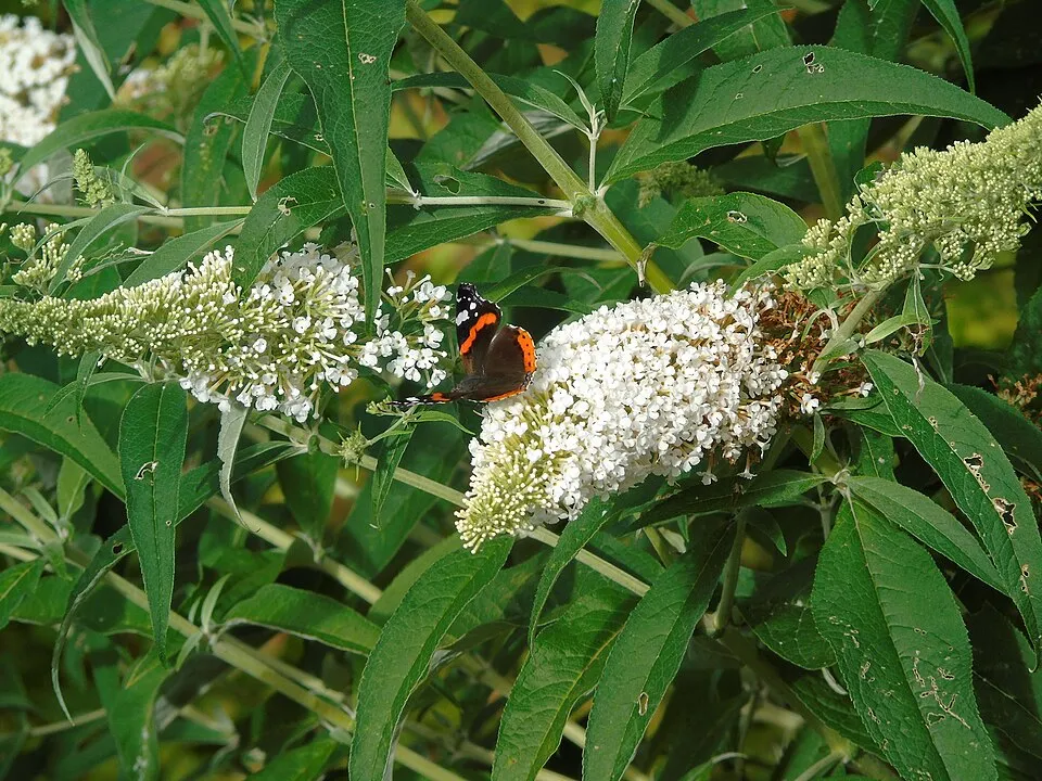 Fehér virágú nyáriorgona / Buddleja davidii 'White Profusion'