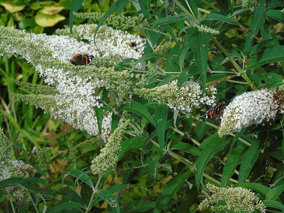Fehér virágú nyáriorgona / Buddleja davidii 'White Profusion'