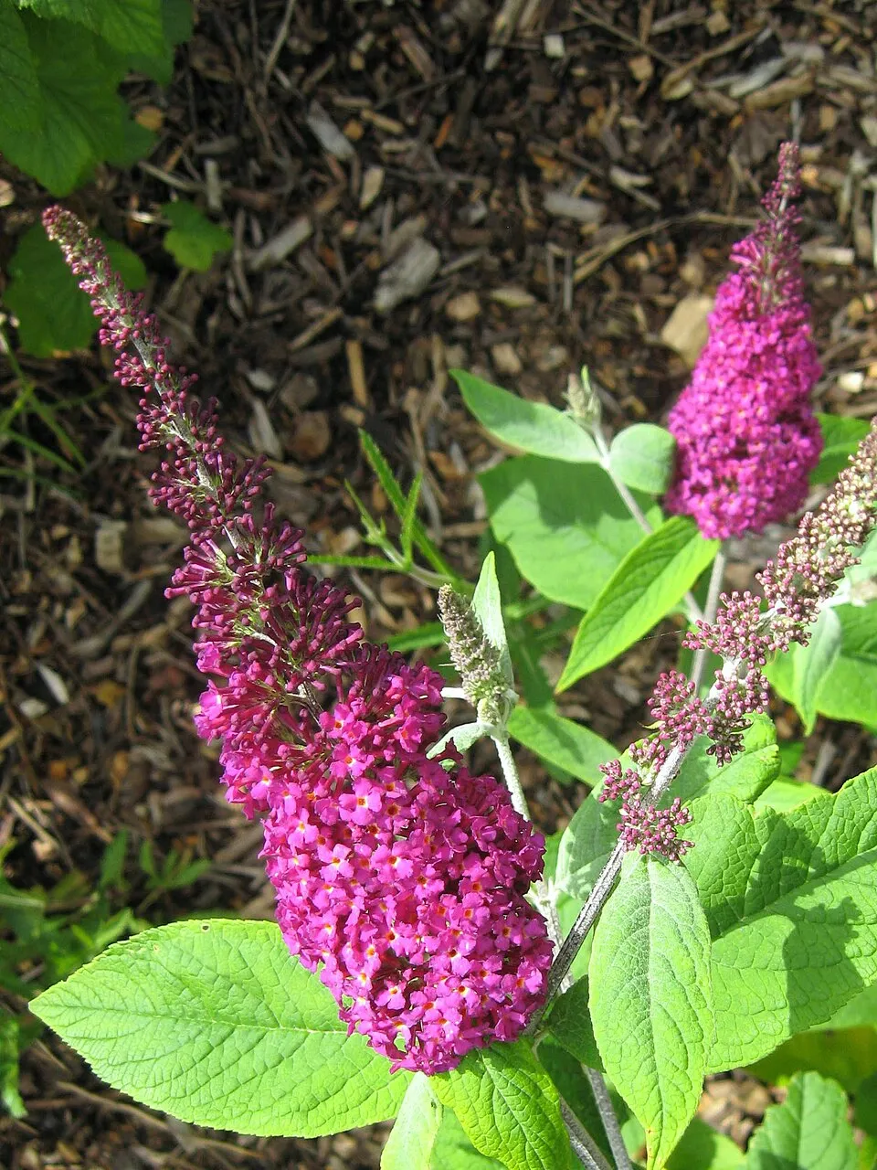 Piros virágú, törpe nyáriorgona / Buddleja 'Miss Ruby' ®