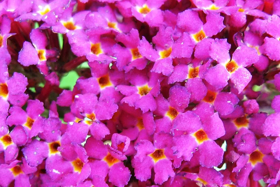 Piros virágú, törpe nyáriorgona / Buddleja 'Miss Ruby' ®