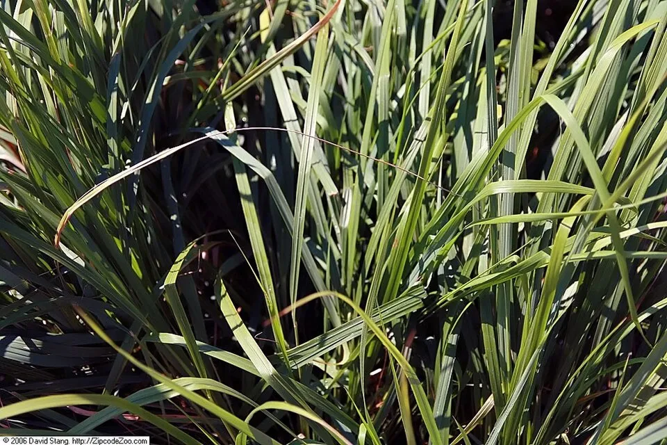 Világosbarna nádtippan / Calamagrostis x acutiflora 'Karlfoerster'