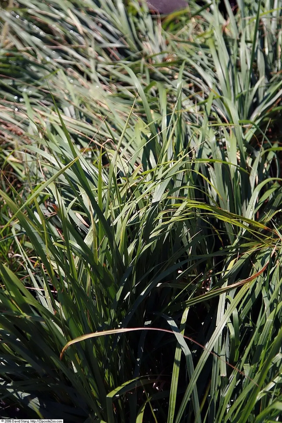 Világosbarna nádtippan / Calamagrostis x acutiflora 'Karlfoerster'