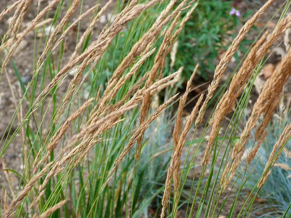 Világosbarna nádtippan / Calamagrostis x acutiflora 'Karlfoerster'