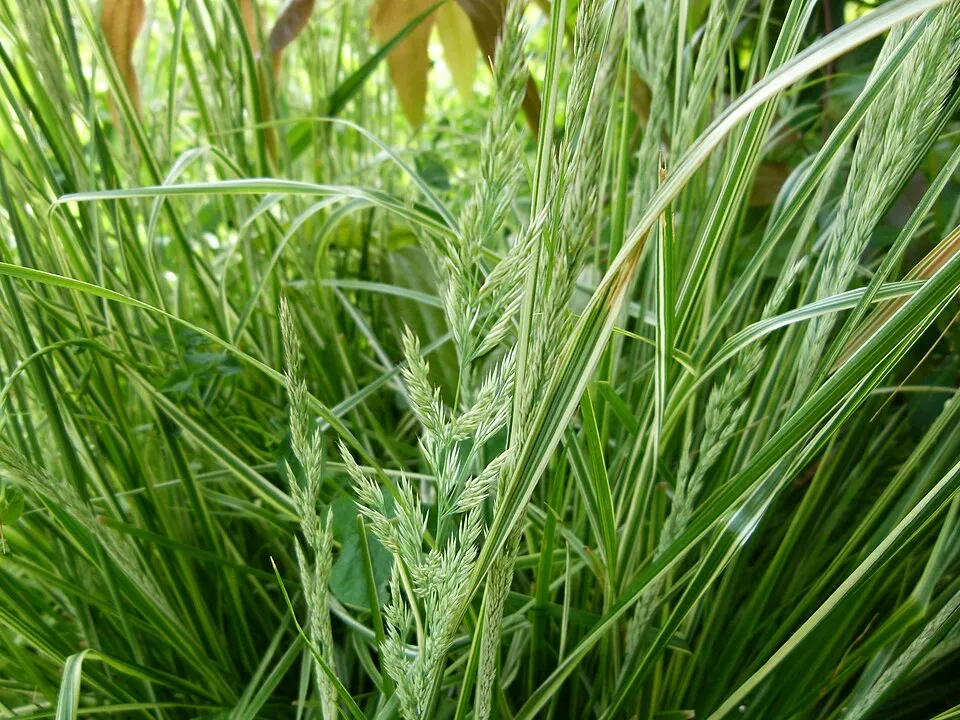 Világosbarna nádtippan / Calamagrostis x acutiflora 'Karlfoerster'