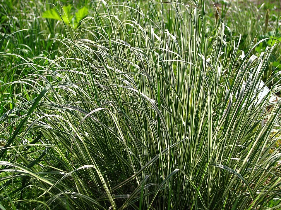 Világosbarna nádtippan / Calamagrostis x acutiflora 'Karlfoerster'