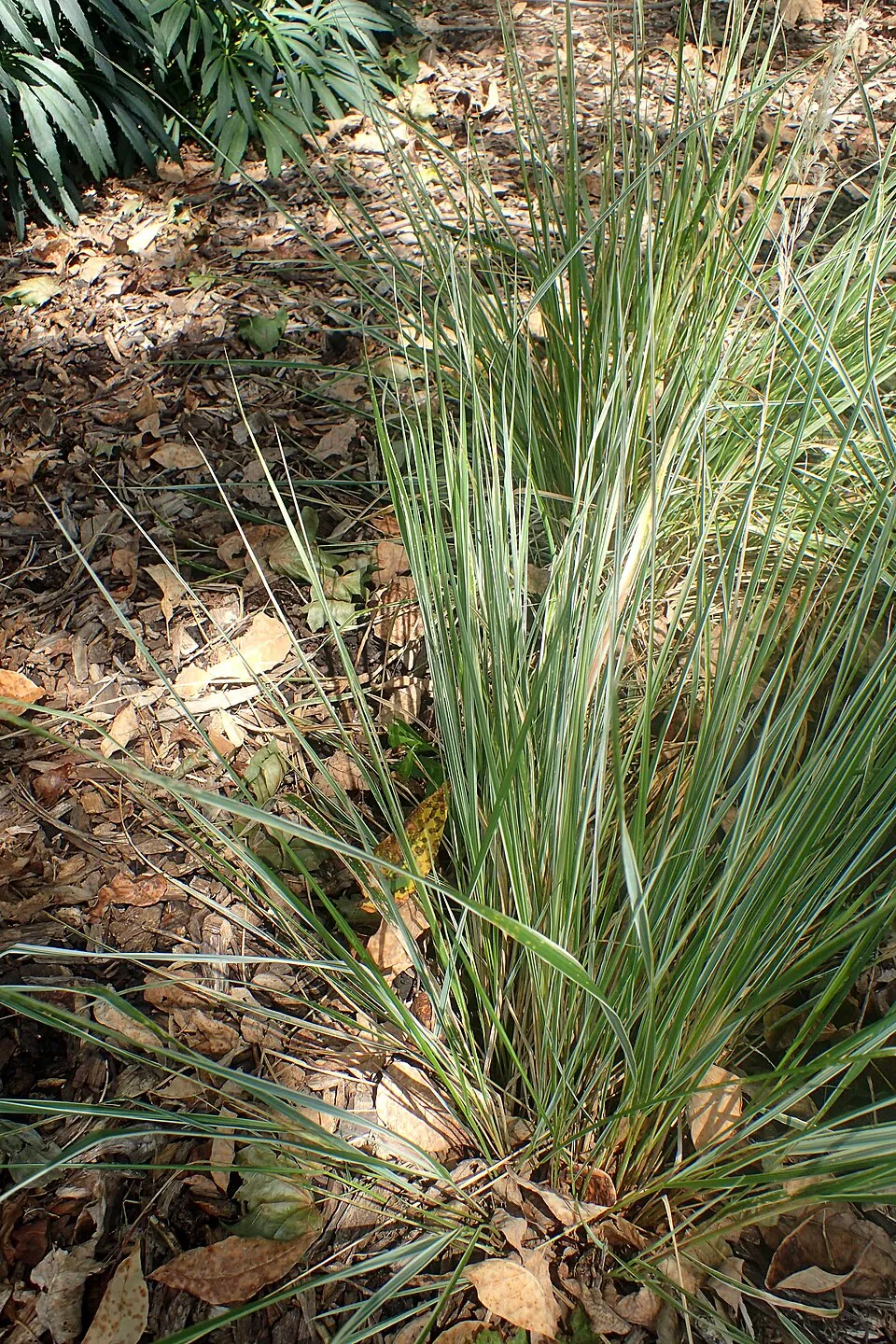 Világosbarna nádtippan / Calamagrostis x acutiflora 'Karlfoerster'