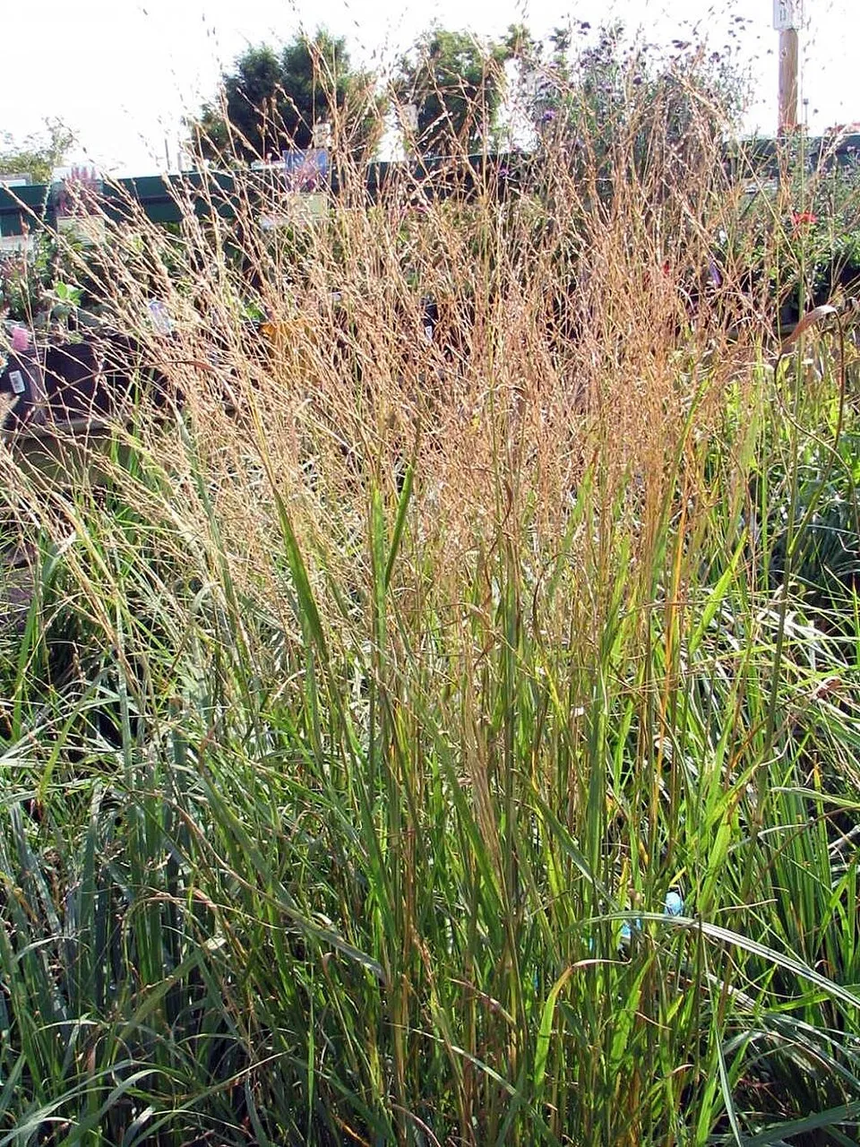 Világosbarna nádtippan / Calamagrostis x acutiflora 'Karlfoerster'