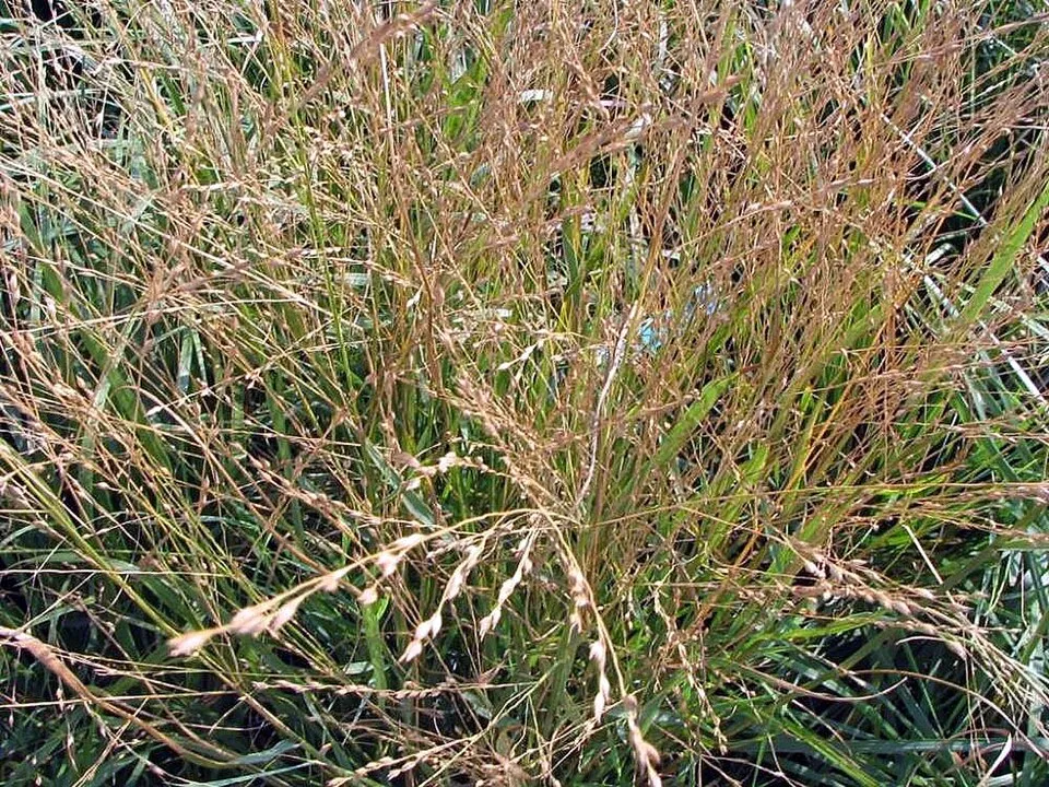 Világosbarna nádtippan / Calamagrostis x acutiflora 'Karlfoerster'