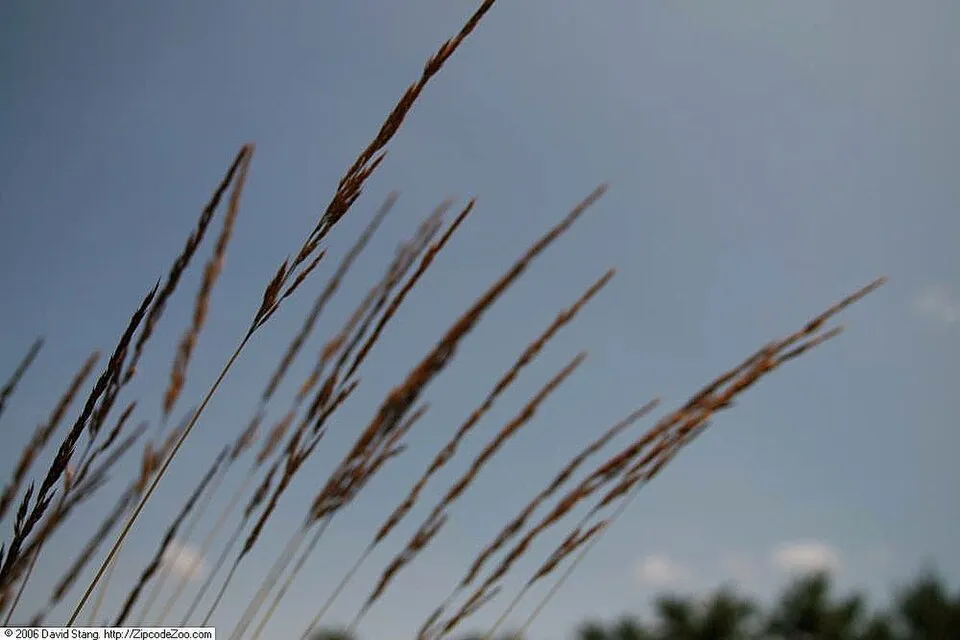 Világosbarna nádtippan / Calamagrostis x acutiflora 'Karlfoerster'